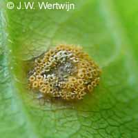 wegedoorn (rhammus catharticus), puccinia coronata Corda
